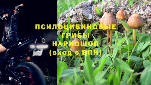 прущие грибы Мегион