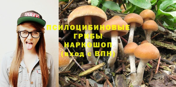 прущие грибы Михайлов